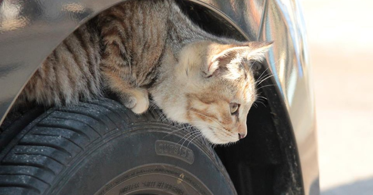 Knock on your Hood to Save Cats this Winter –Nissan Warns!